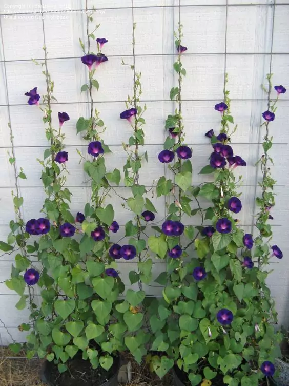 Morning Garden