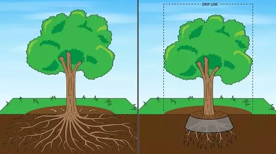 Manfaat Penggunna Teknik Root Barrier Untuk Mencah Akar Pohon Tidak Merusak