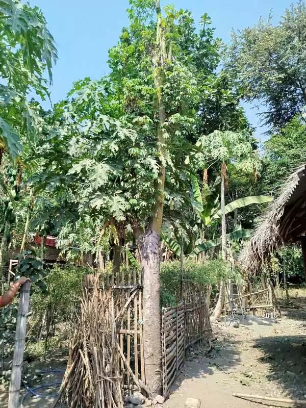 Jual Pohon Randu Harga Murah