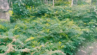 Jual Bibit Pohon Soga Berkualitas