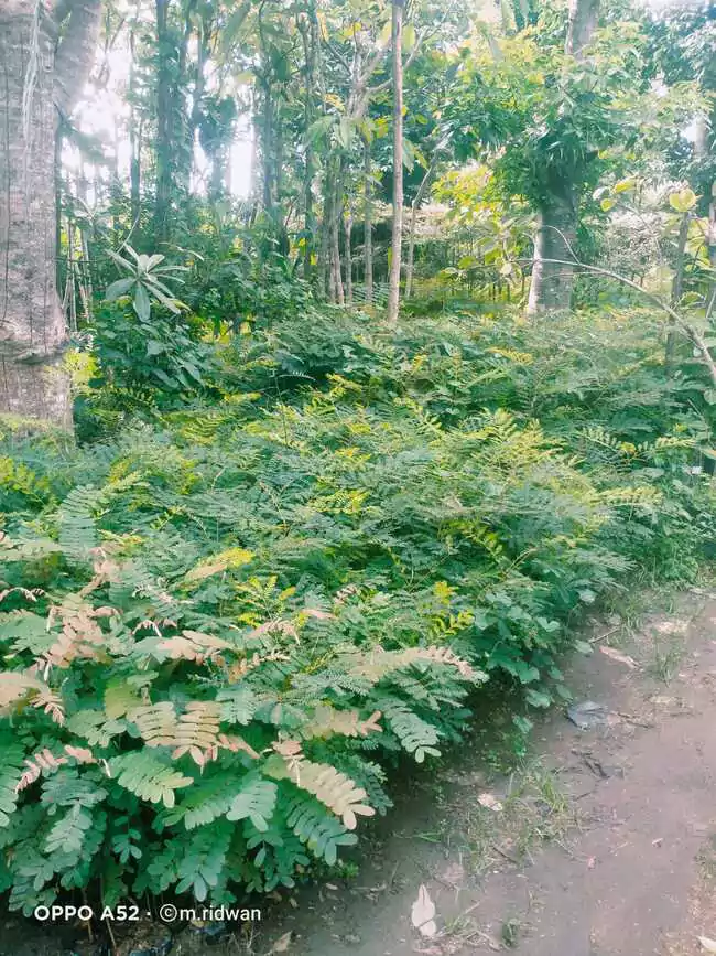 Jual Bibit Pohon Soga Berkualitas