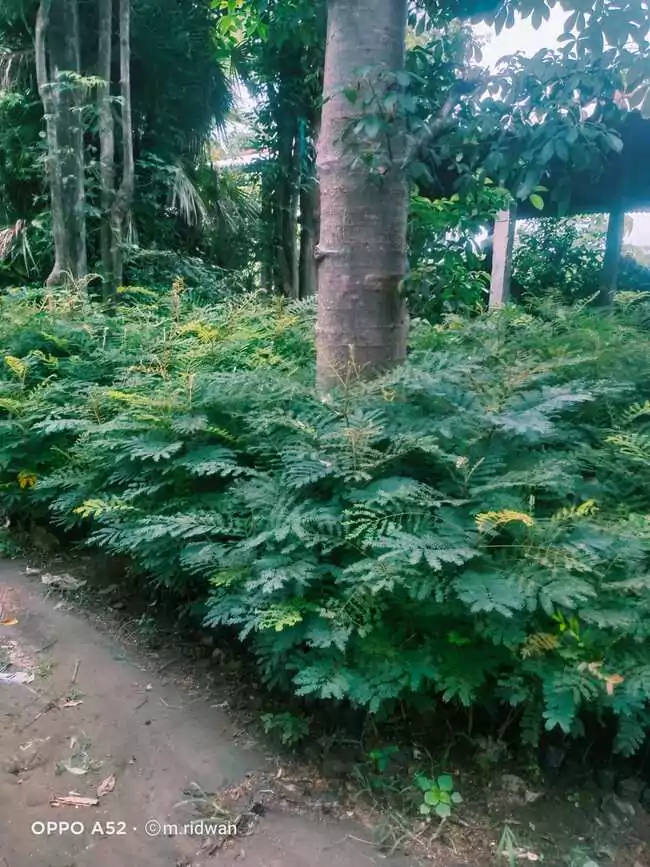 Jual Bibit Pohon Soga