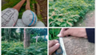 Jual Pohon Soga Berkualitas