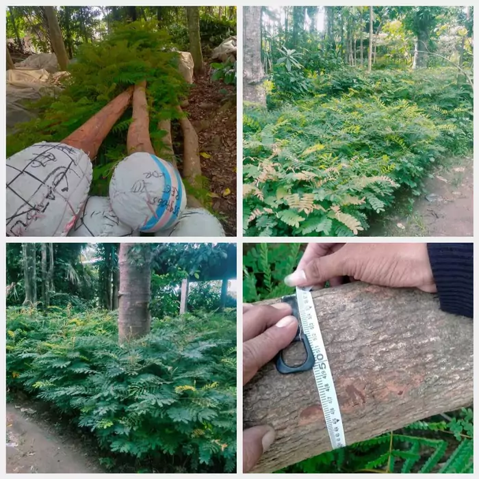 Jual Pohon Soga Berkualitas