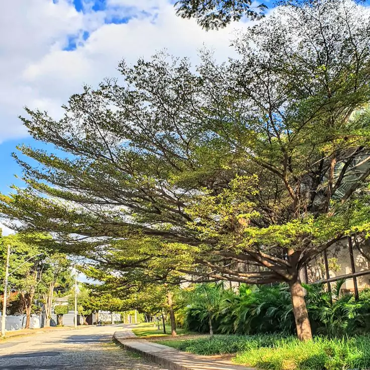 Pohon etapang kencana di depan rumah beri keteduhan