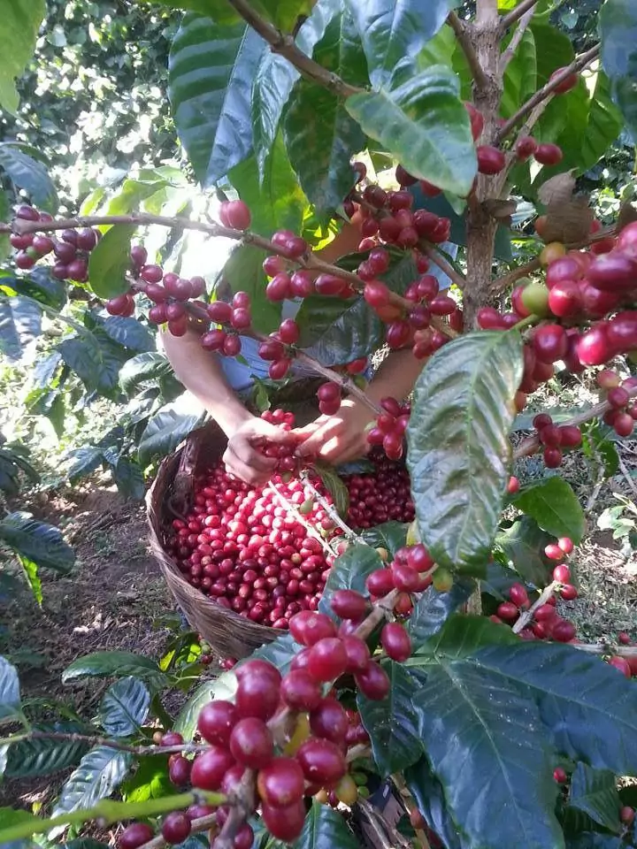 Jenis Tanaman Kopi