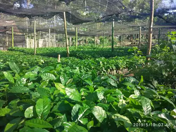 Jual Bibit Tanaman Kopi Unggul