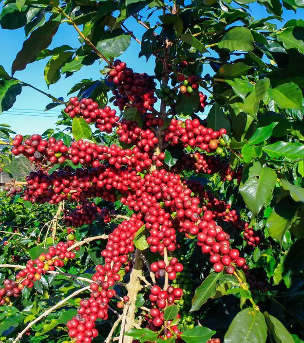 Klasifikasi Tanaman Kopi