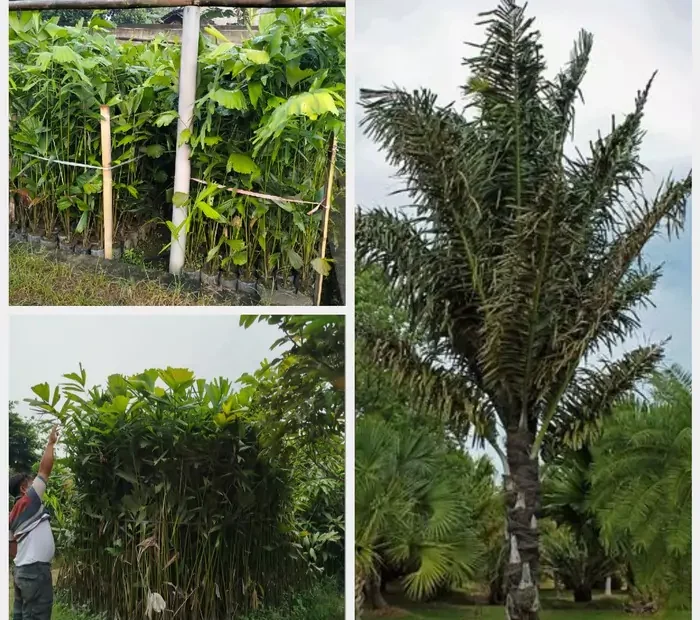 Jual Bibit Pohon Aren