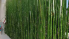 Jual Tanaman Hias Pagar Bambu Jepang