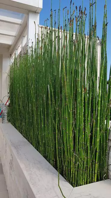 Jual Tanaman Hias Pagar Bambu Jepang
