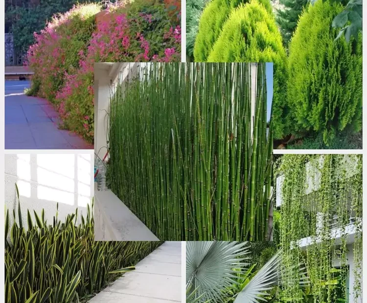 Jual Tanaman Hias Pagar Hidup