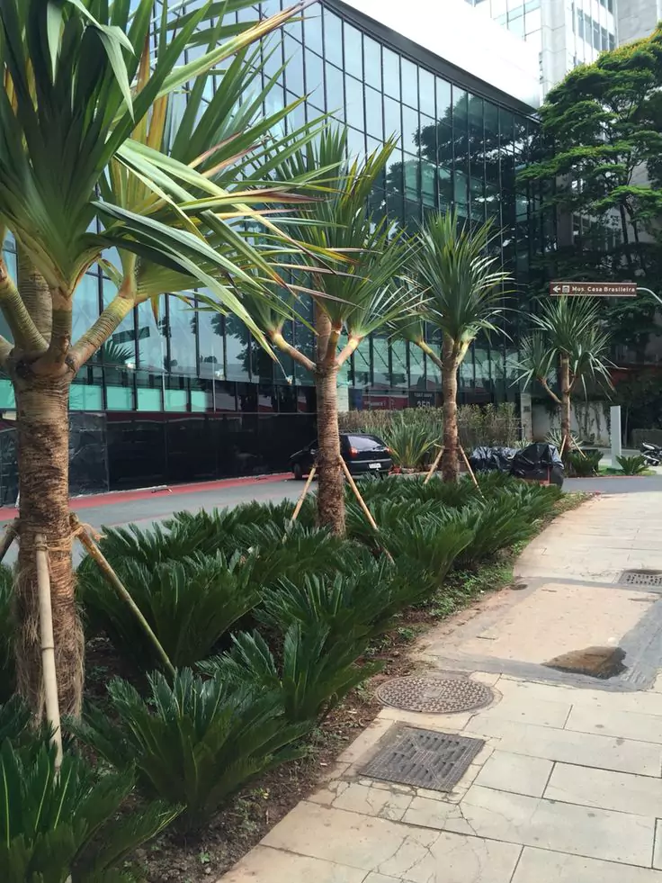 Jual tanaman Pagar Pandan Bali
