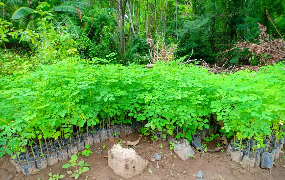 Jual Bibit Pohon Kelor 30 Cm