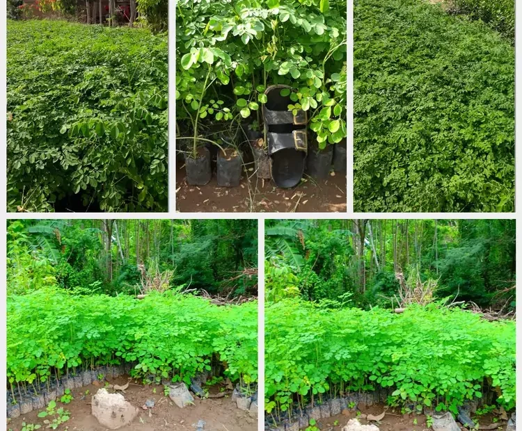 Jual Bibit Pohon Kelor
