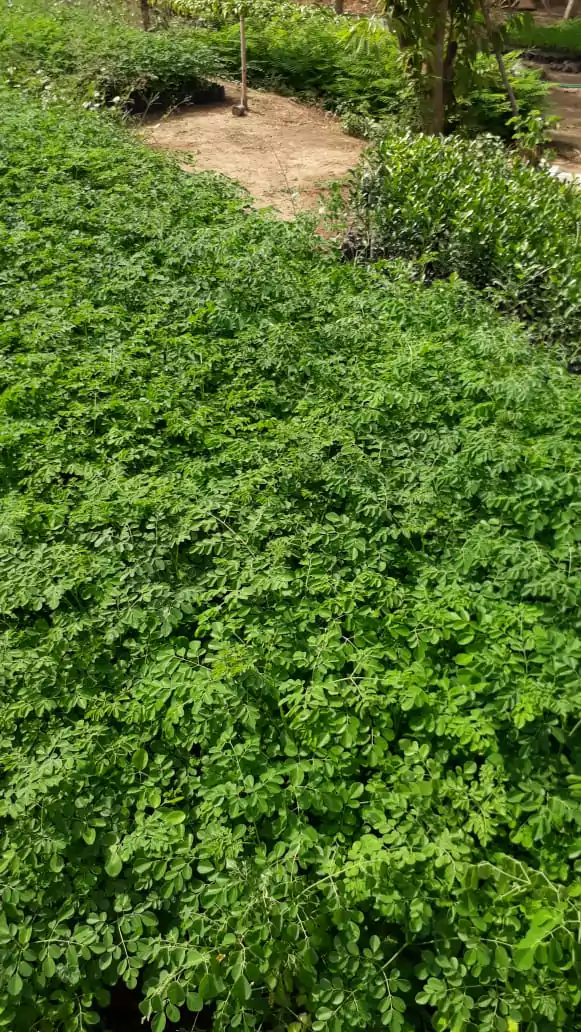 Jual Bibit Pohon Kelor Unggul
