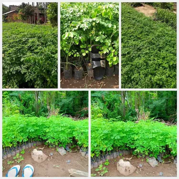 Jual Bibit Pohon Kelor
