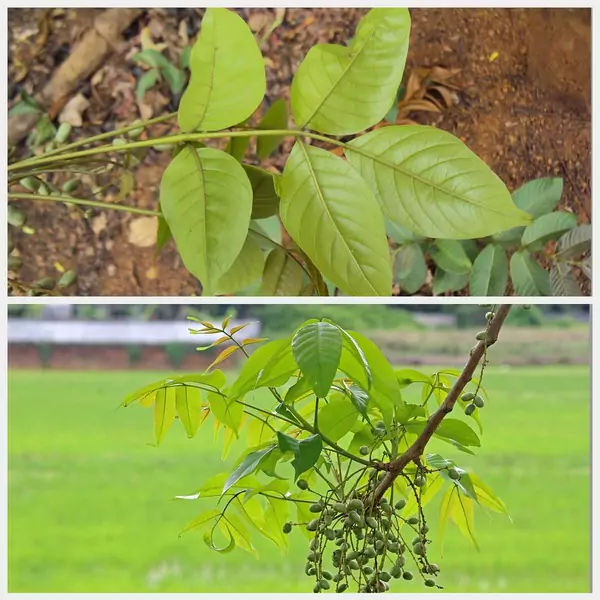 Daun
