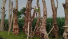 Jual Pohon Balibong Besar