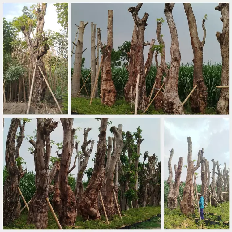 Jual Pohon Balibong Besar Harga Murah