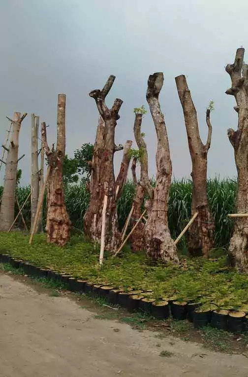 Jual Pohon Balibong Besar