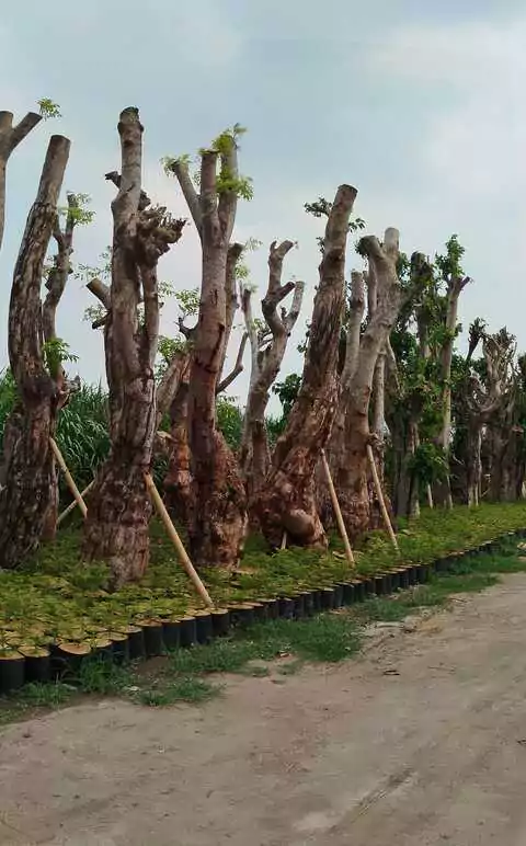 Jual Pohon Balibong Fosil Terpercaya