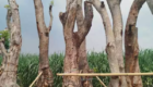 Jual Pohon Balibong Unggul