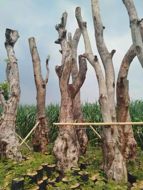 Jual Pohon Balibong Unggul