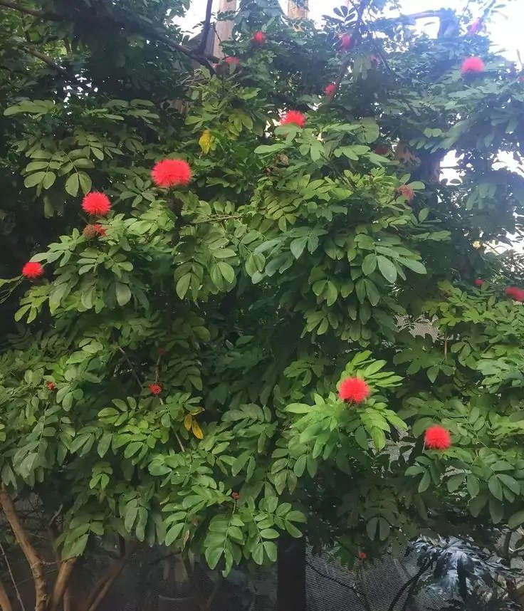 Klasifikasi Pohon Kaliandra