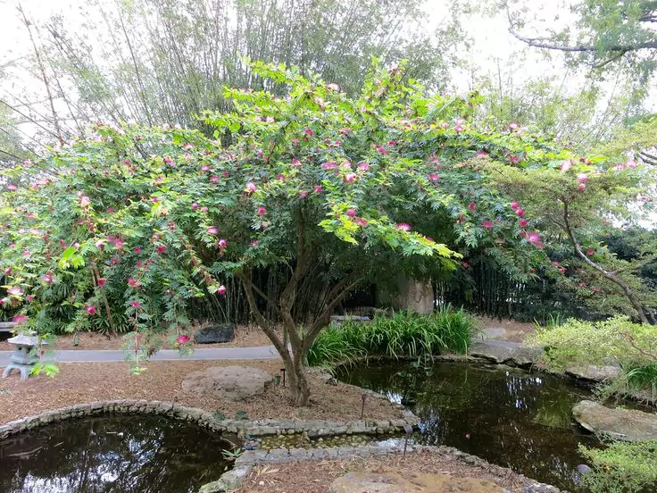Merawat Pohon Kaliandra