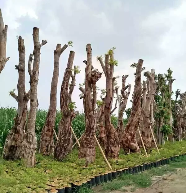 Pohon Balibong