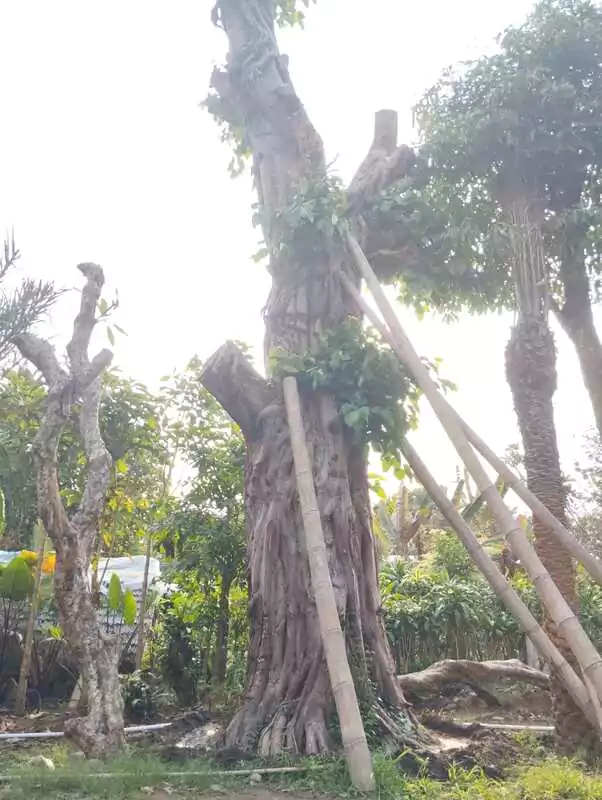 Pohon Balibong Untuk Lanskap Taman