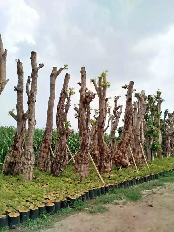 Pohon Balibong