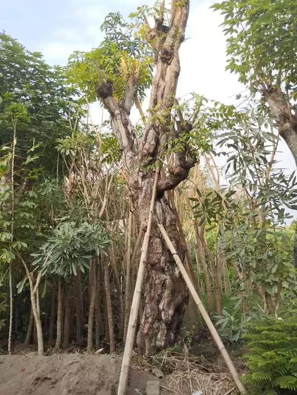 Pohon Hias Balibong