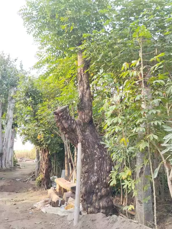 Pohon Koleksi Balibong Besar