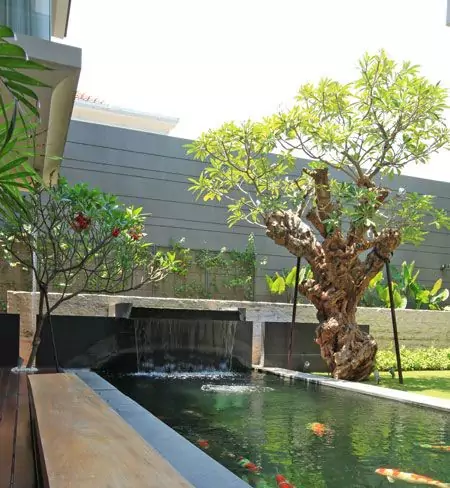 Kamboja Fosil Pohon Hias Villa