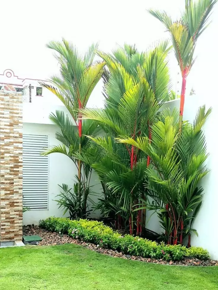 Palem Merah