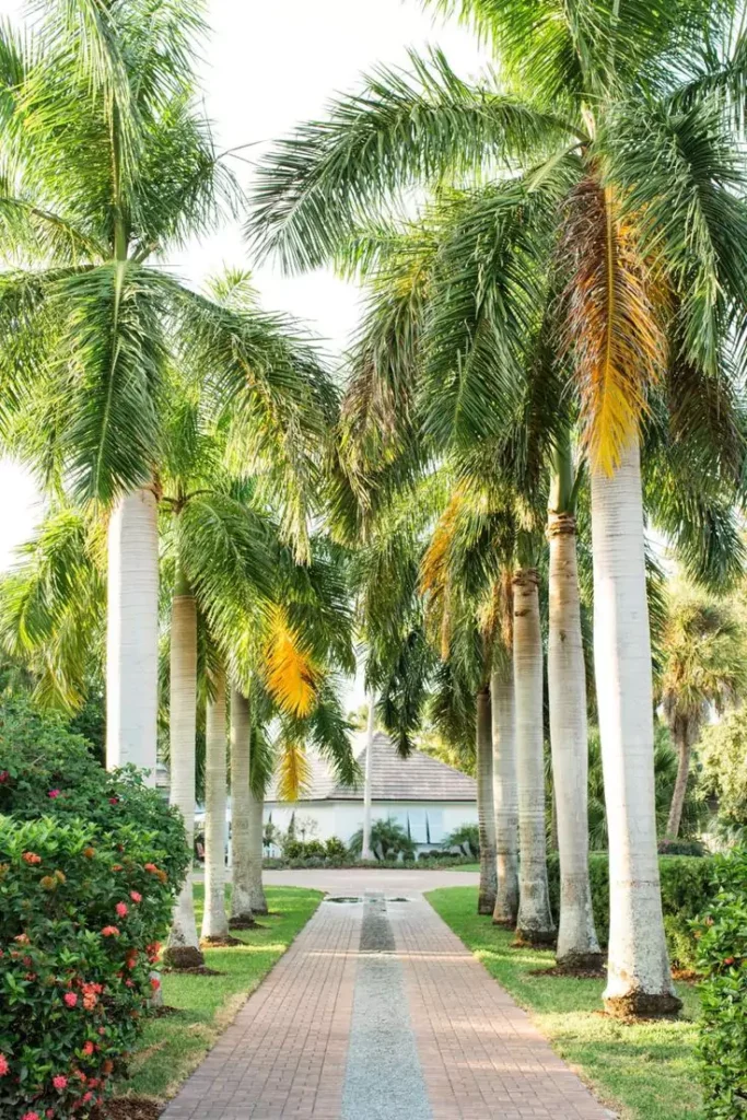 Palem Pohon Hias Villa
