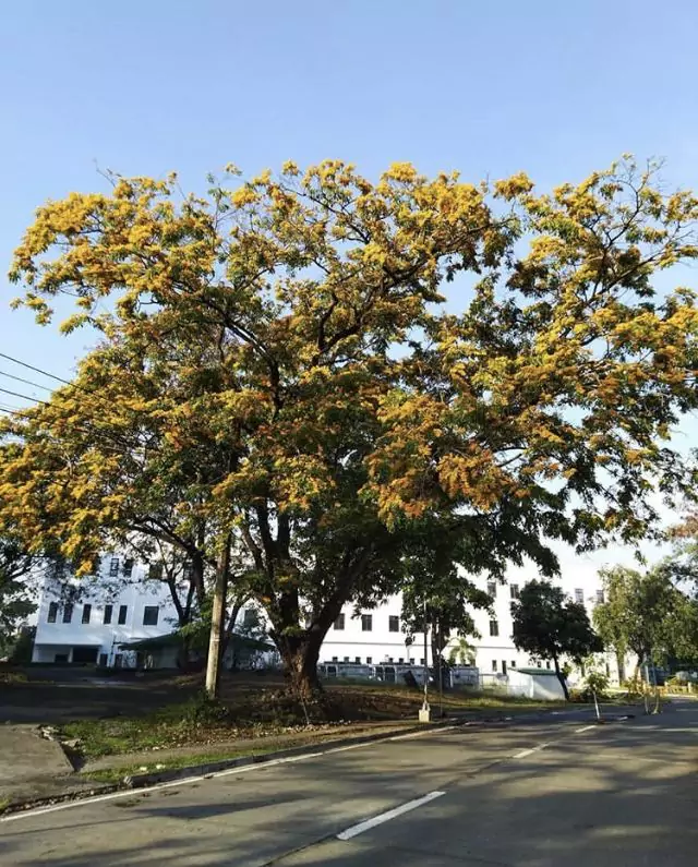 Pohon Angsana Untuk Peneduh Jalan Tol