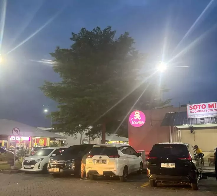 Pohon Ketapang Untuk Hias dan Peneduh Jalan Tol