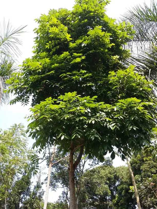 Pohon Mahoni Untuk Peneduh Jalan Tol