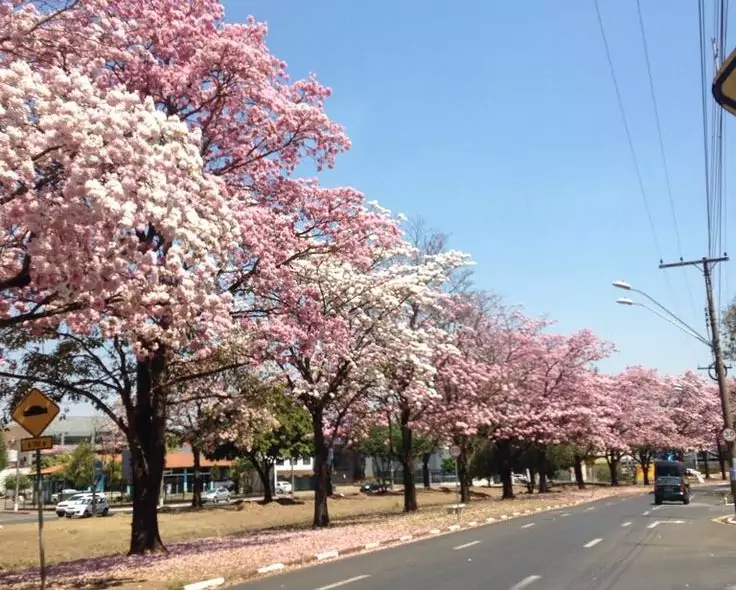 Pohon Tabebuya Untuk Peneduh Jalan Tol