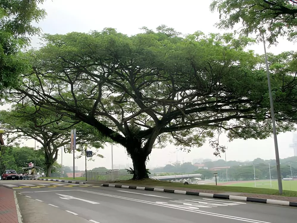 Pohon Trembesi Untuk Peneduh Jalan Tol