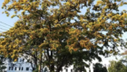 Supplier Pohon Angsana Peneduh Proyek Jalan Tol