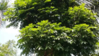 Supplier Pohon Mahoni Peneduh Proyek Jalan Tol