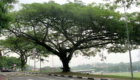 Supplier Pohon Trembesi Peneduh Proyek Jalan Tol