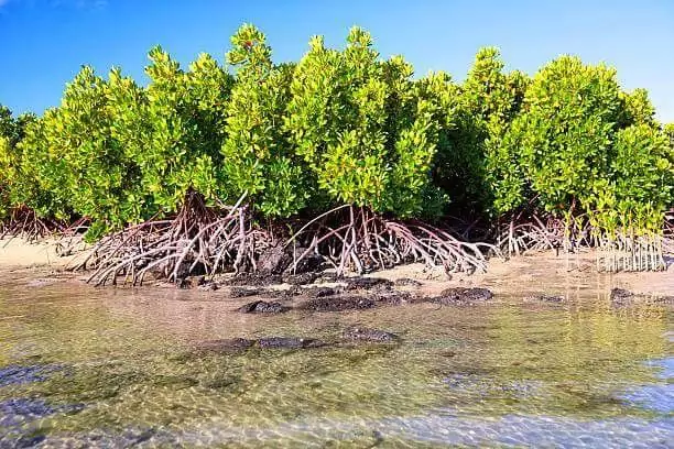 Ciri - Ciri Pohon Mangrove