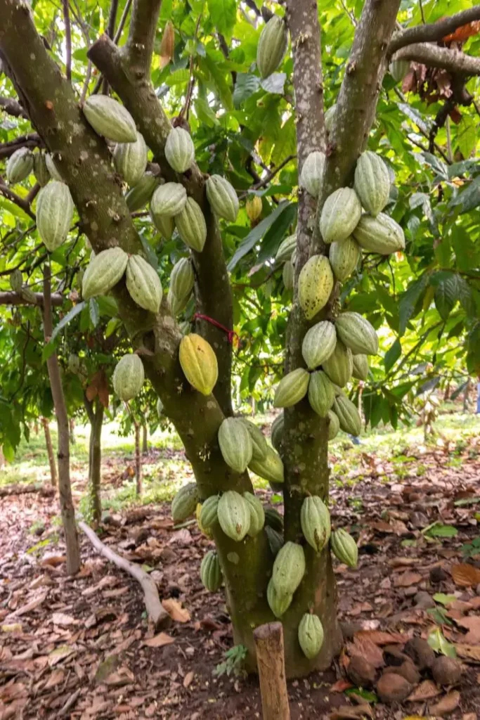 Jenis-Jenis Pohon Kakao
