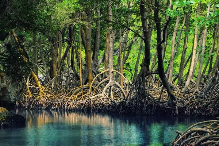 Jenis - Jenis Pohon Mangrove