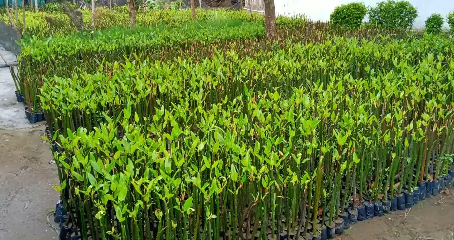 Jual Bibit Mangrove Harga Murah